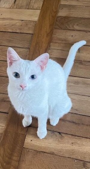 Adopter Yuki