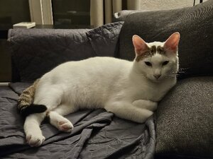 Adopter Yuki