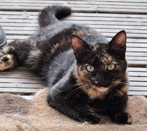 Adopter Zazie
