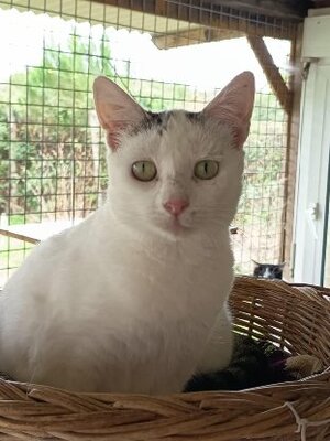 Adopter Zed