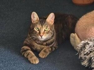 Adopter Zelda