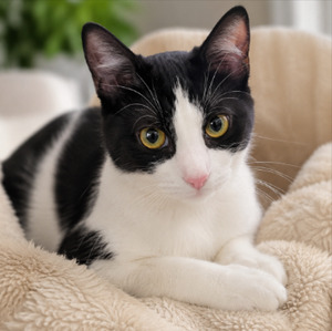 Adopter Zelda