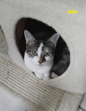 Adopter Zélie