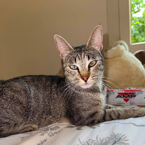 Adopter Zélye