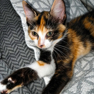 Adopter Zena