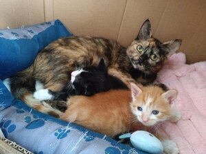 Adopter Zibeline / bibelot et breloque sont