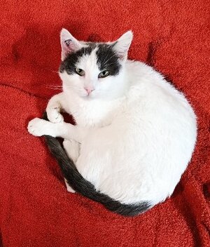 Adopter Zimba