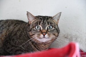 Adopter Zinnia