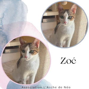 Adopter Zoé