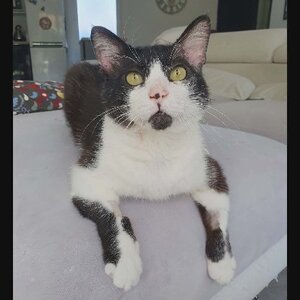 Adopter Zorro