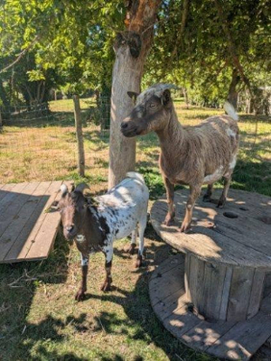 Adopter Confi et pote