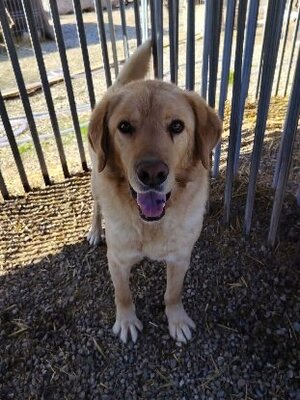 Adopter Abel
