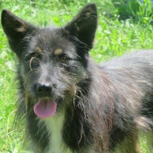 Adopter Abel