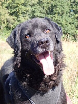 Adopter Acdc