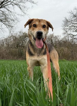 Adopter Achille