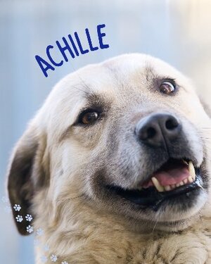 Adopter Achille