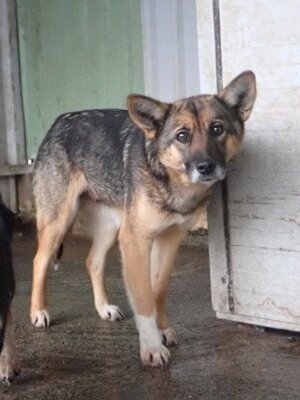 Adopter Adèle