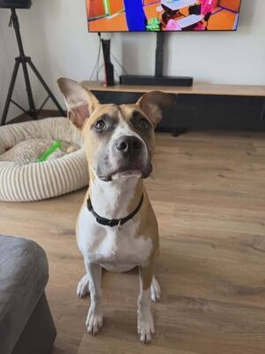 Adopter Adès