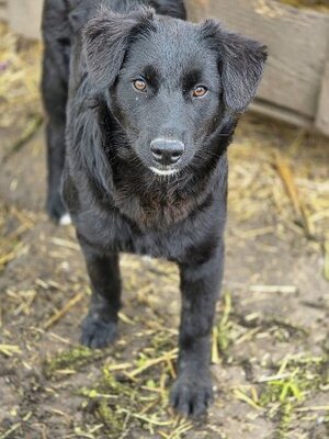 Adopter Ailani