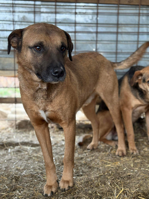 Adopter Alan