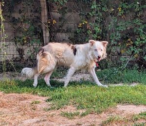 Adopter Alaska