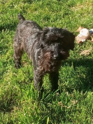 Adopter Alba