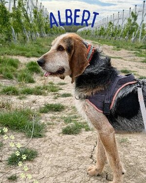 Adopter Albert