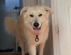 Adopter Alby
