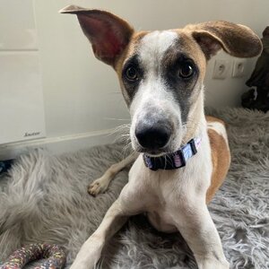 Adopter Alien