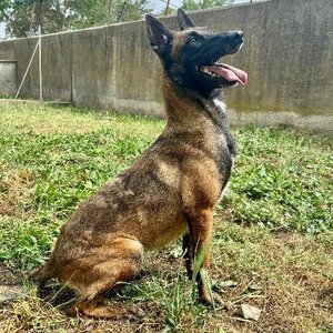 Adopter Alisee