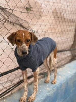 Adopter Alison