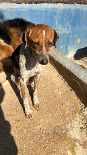 Adopter Alison