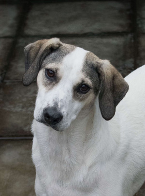 Adopter Alonzo