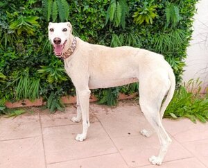 Adopter Amastista