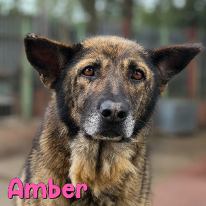 Adopter Amber