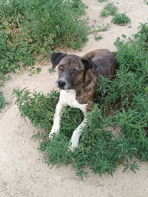 Adopter Ambra