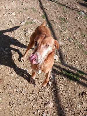 Adopter America