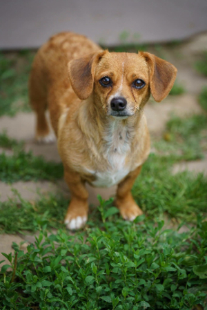 Adopter Amy