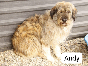 Adopter Andy