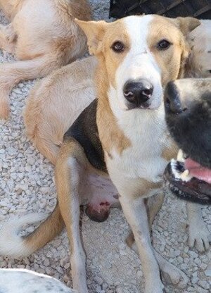 Adopter Ange
