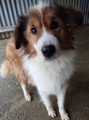 Adopter Anhour