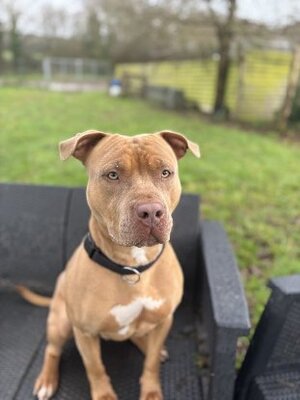 Adopter Anky