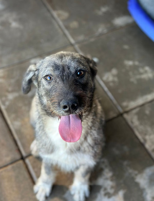 Adopter Annalise
