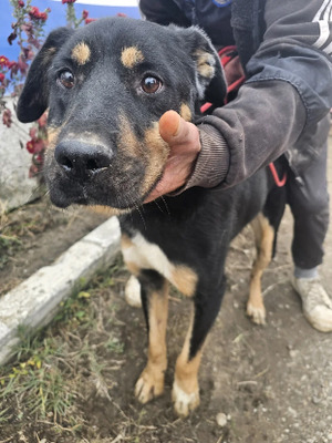 Adopter Apolo