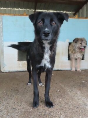Adopter Aponia