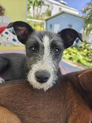 Adopter Appa