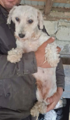 Adopter Aqua