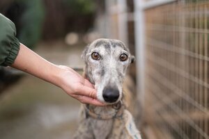 Adopter Argentina