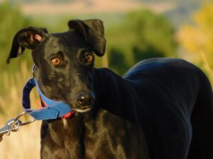 Adopter Arges