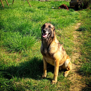 Adopter Argos